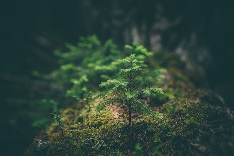 Matthew smith Rfflri94rs8 unsplash